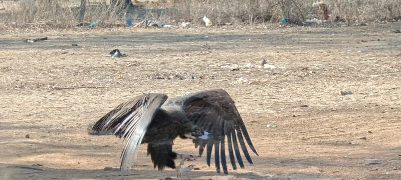 गिद्ध संरक्षण विज्ञप्ति का चित्र, ज़मीन पर फैले पंख वाला गिद्ध